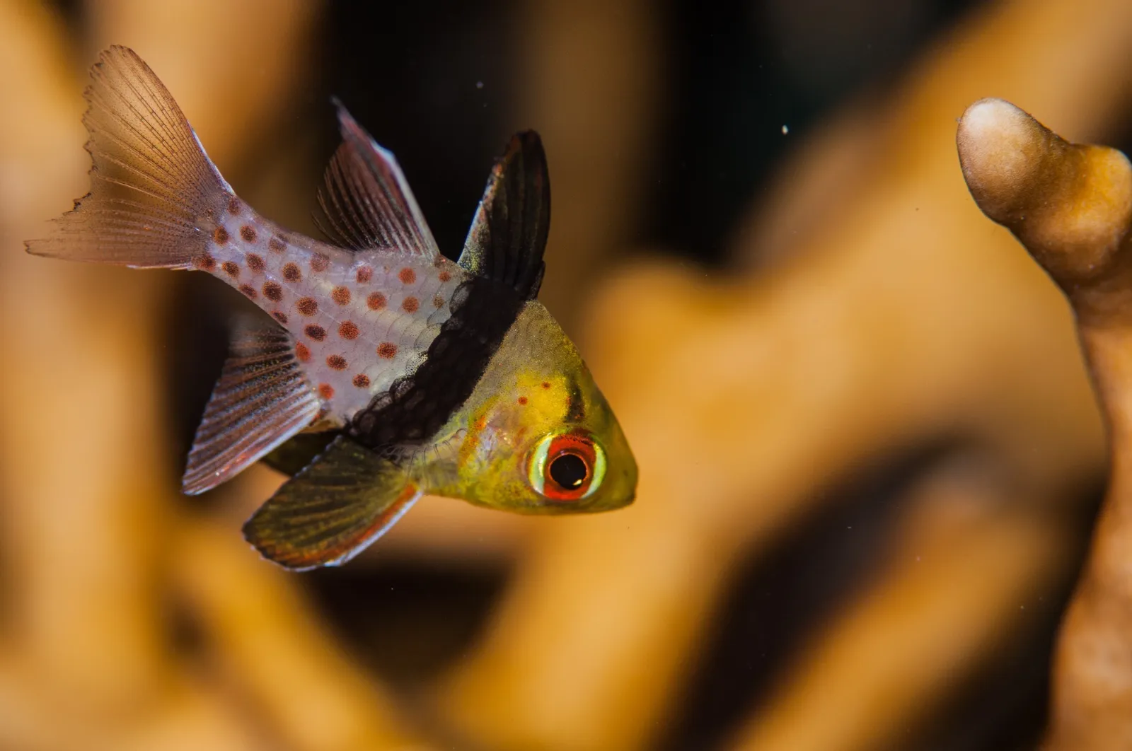 Cara Memotret Ikan agar Mudah Diidentifikasi: Panduan Fotografer Bawah Air