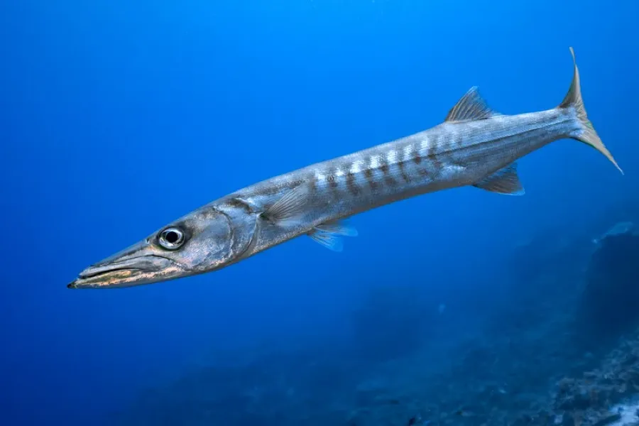 Sphyraena viridensis