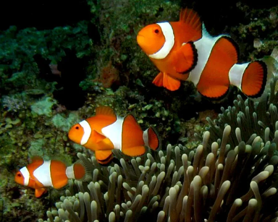 Amphiprion ocellaris