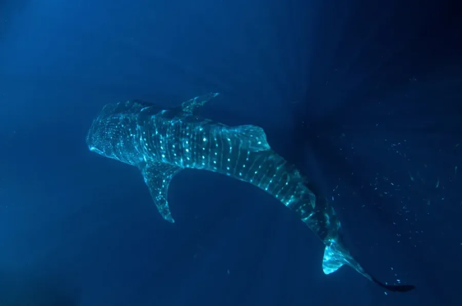 Rhincodon typus