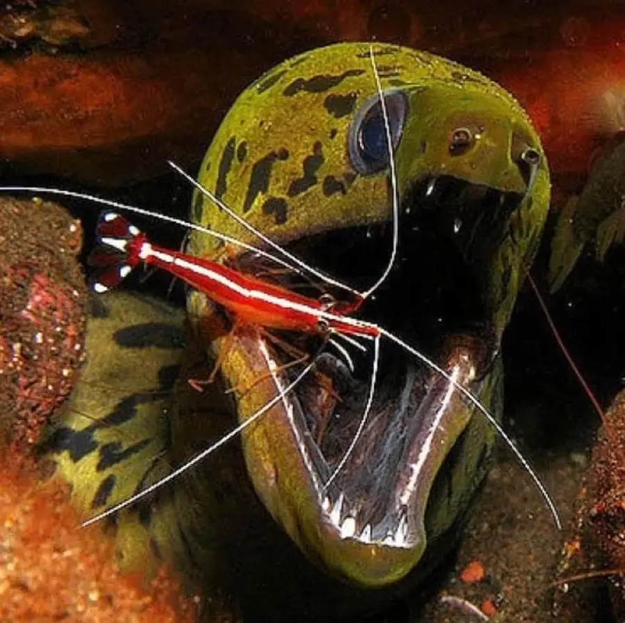 Gymnothorax fimbriatus