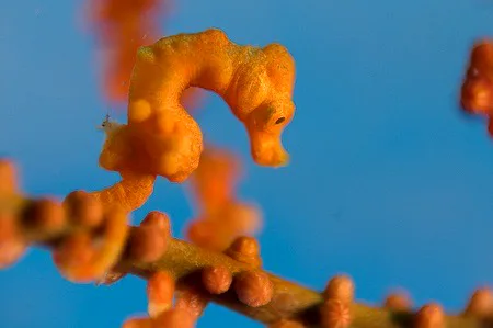 Hippocampus denise